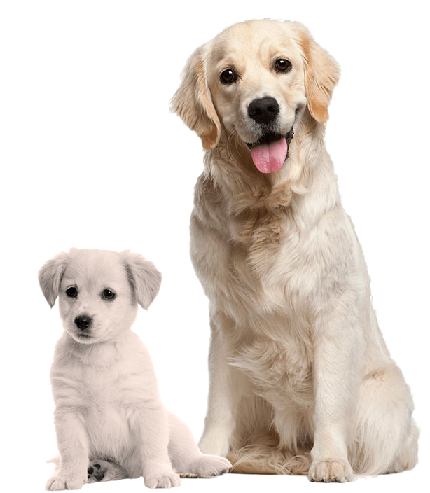 dog walker