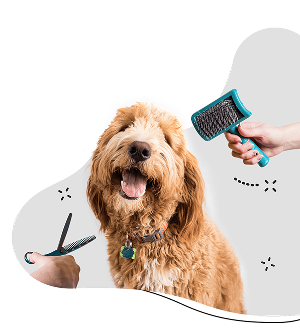 dogs